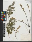 Foto von Salix repens subsp. repens L.